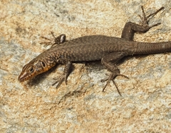 Greek Rock Lizard photo 4