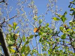 Polygonia satyrus