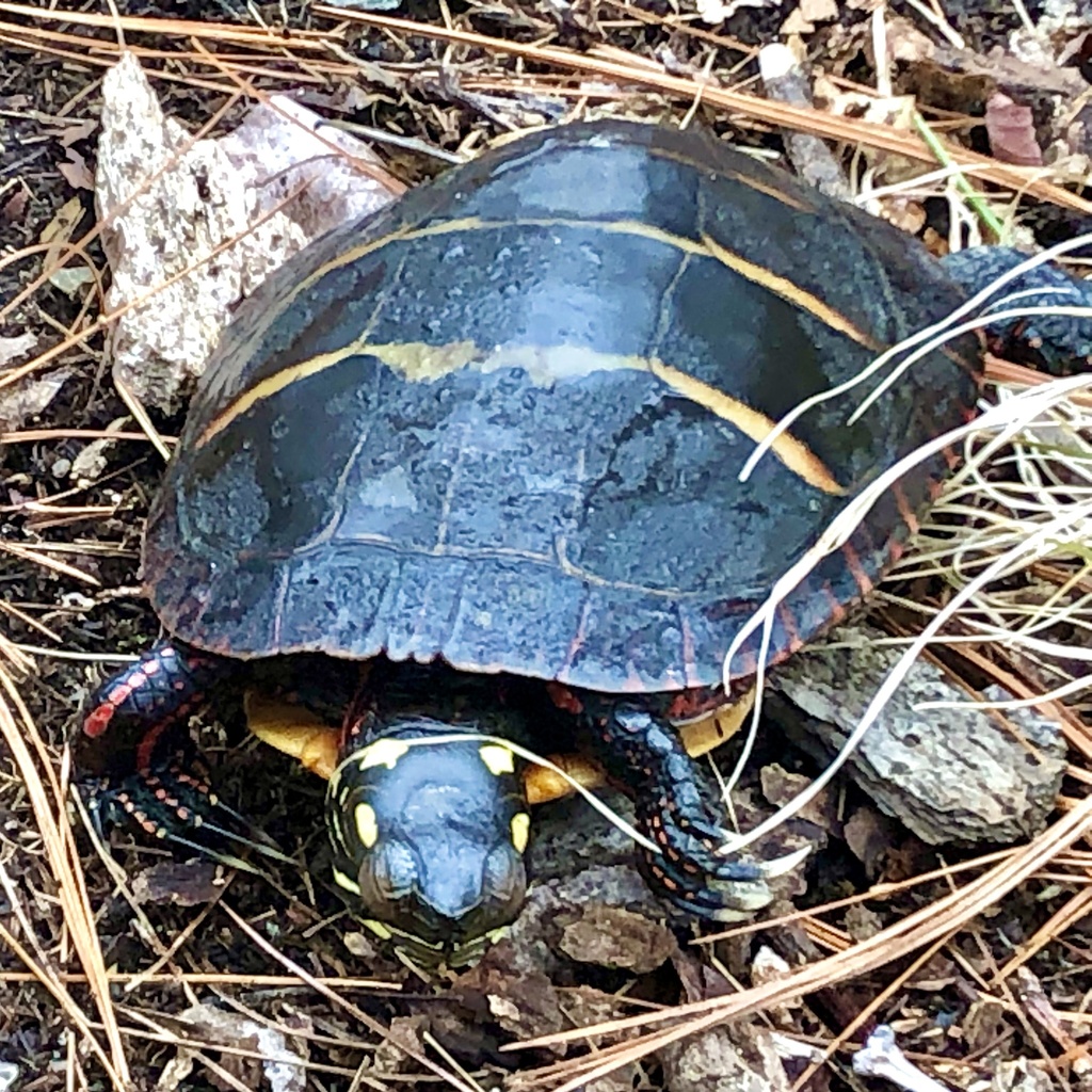 Eastern Painted Turtle from Massachusetts Turnpike E, Framingham, MA ...