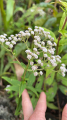 Ageratina riparia
