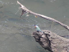 Chloroceryle americana