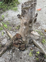 Coriolopsis hostmannii