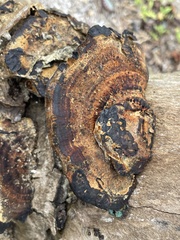 Coriolopsis hostmannii