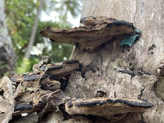 Coriolopsis hostmannii