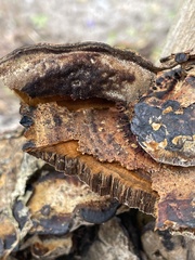 Coriolopsis hostmannii