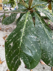 Pilocarpaceae