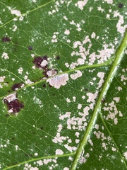 Pilocarpaceae