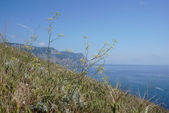 Rumia crithmifolia