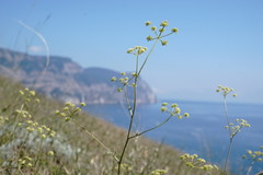 Rumia crithmifolia