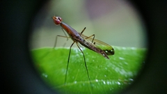 Nothybus biguttatus