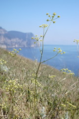 Rumia crithmifolia