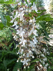 Clerodendrum schmidtii