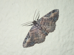 Melanthia ustiplaga