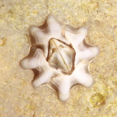 Austrominius modestus