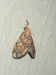 Tumicla sagenaria