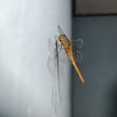 Tholymis tillarga