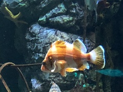 Sebastes rubrivinctus