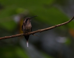 Phaethornis squalidus