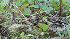 Morchella americana