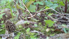 Morchella americana
