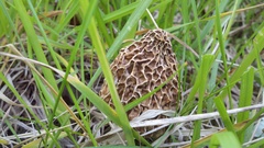 Morchella americana