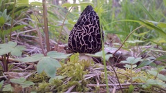 Morchella americana