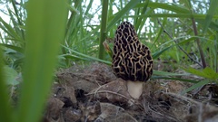 Morchella americana
