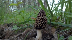 Morchella americana