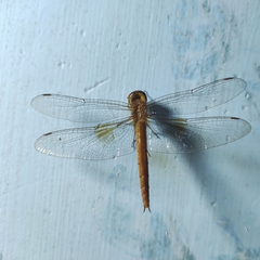 Tholymis tillarga