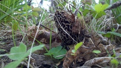 Morchella americana