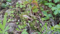 Morchella americana
