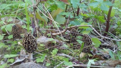 Morchella americana