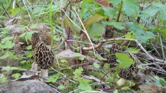 Morchella americana