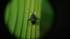 Proboscidocoris malayus
