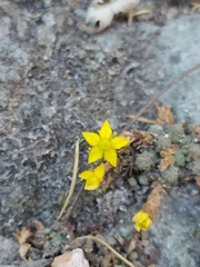 Sedum greggii