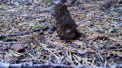 Morchella snyderi