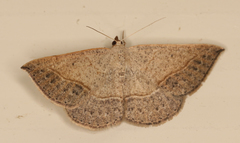 Taxeotis perlinearia