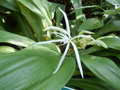 Hymenocallis tubiflora