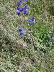 Delphinium nuttallii