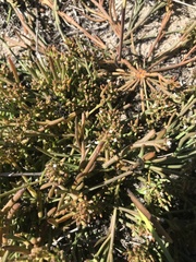 Thesium frisea
