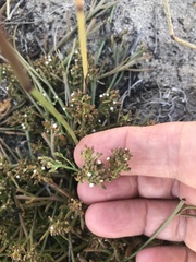 Thesium frisea