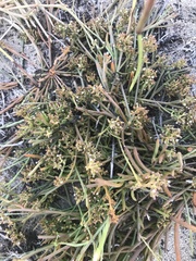 Thesium frisea