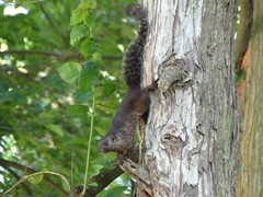 Heliosciurus mutabilis