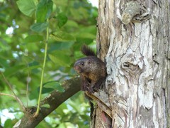 Heliosciurus mutabilis