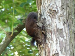Heliosciurus mutabilis