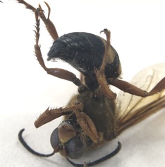 Sphecius speciosus