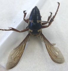 Sphecius speciosus