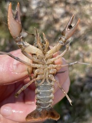 Cambarus acuminatus