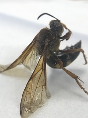 Sphecius speciosus