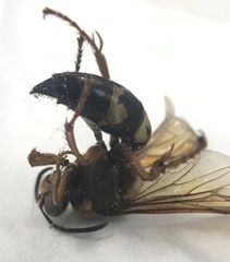 Sphecius speciosus